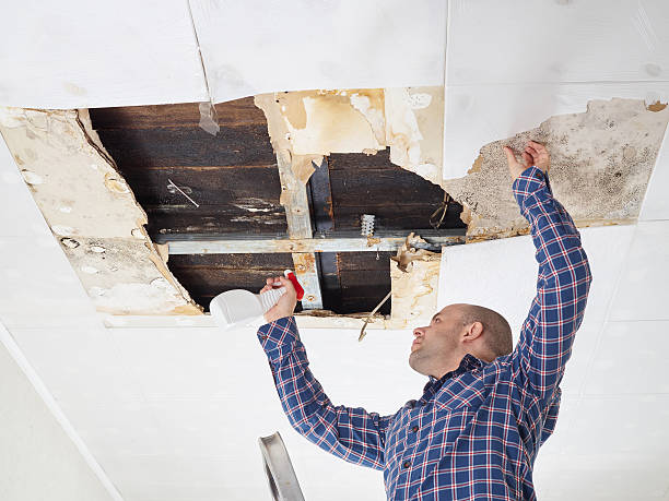 Why You Should Choose Our Mold Remediation Services in Petaluma, CA